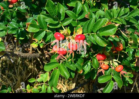 La rose de plage (Rosa rugosa) est un arbuste à feuilles caduques originaire d'Asie orientale et naturalisé en Europe du Nord (envahissant). Cette photo a été prise à Bohuslan, Banque D'Images