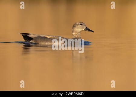 Gadwall (Mareca strepera), vue latérale d'un mâle adulte nageant dans l'eau, Campanie, Italie Banque D'Images