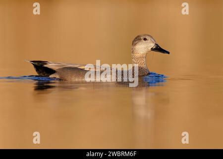 Gadwall (Mareca strepera), vue latérale d'un mâle adulte nageant dans l'eau, Campanie, Italie Banque D'Images