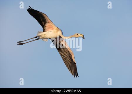 Grand flamant (Phoenicopterus roseus), vue latérale d'un juvénile en vol, Campanie, Italie Banque D'Images