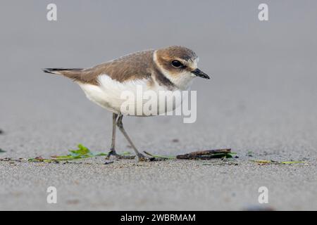 Pluvier kentish (Charadrius alexandrinus), vue latérale d'un individu en plumage hivernal debout sur le sable, Campanie, Italie Banque D'Images