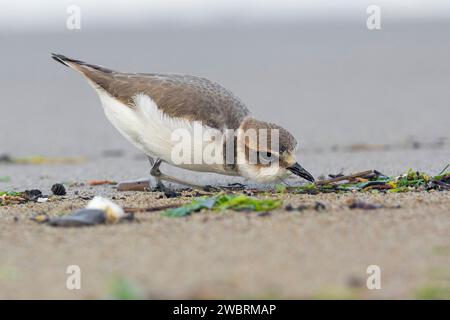 Pluvier kentish (Charadrius alexandrinus), individu en plumage hivernal ramassant de la nourriture, Campanie, Italie Banque D'Images