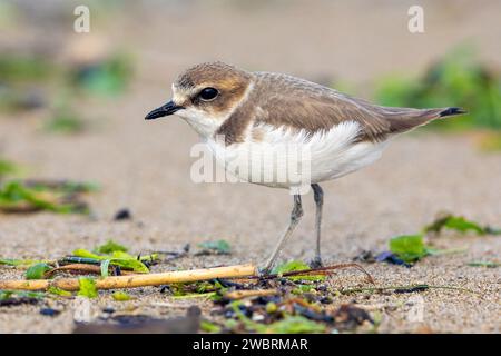 Pluvier kentish (Charadrius alexandrinus), vue latérale d'un individu en plumage hivernal debout sur le sable, Campanie, Italie Banque D'Images