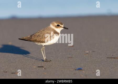 Pluvier kentish (Charadrius alexandrinus), vue latérale d'un individu en plumage hivernal debout sur le sable, Campanie, Italie Banque D'Images