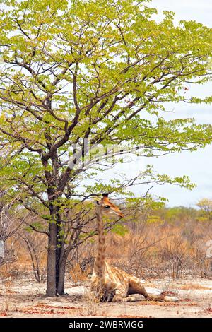 Une girafe solitaire assise sous un arbre verdoyant dans le parc national d'Etosha Banque D'Images