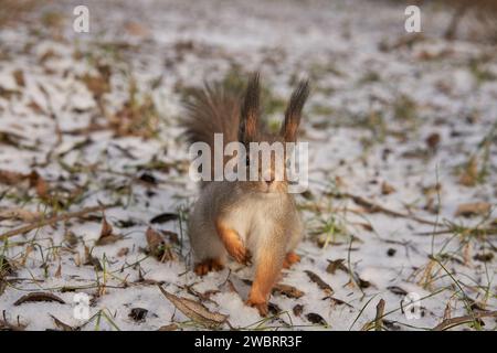 Un écureuil gris se promène dans un parc d'hiver. Banque D'Images