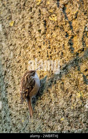 Le Certhia familiaris, un petit oiseau passereau de la famille des Certhiidae, est un petit oiseau de la famille des Certhiidae. Banque D'Images