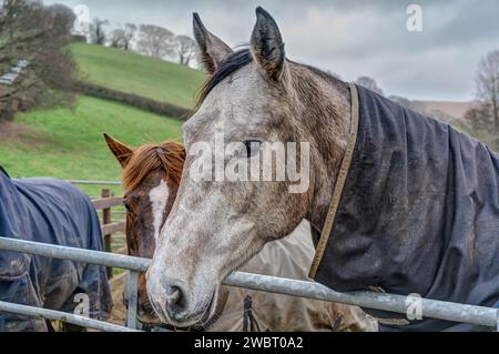 Tête et épaules franche portrait équin d'un cheval blanc et gris hivernant dans un petit paddock avec deux autres chevaux se tenant compagnie Banque D'Images