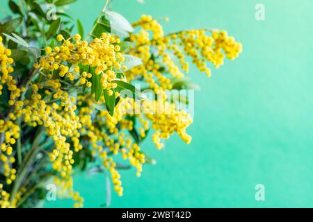 Branche avec fleurs jaunes de mimosa (Acacia dealbata) gros plan. Fond de printemps floral. Banque D'Images