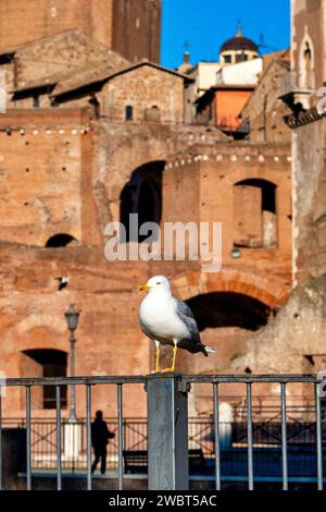 Mouette à pattes jaunes (Larus michahellis) devant le Forum de Trajan, Rome, Italie Banque D'Images
