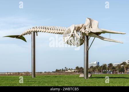 Squelette d'une baleine à sperme. Musée en plein air du squelette naturel de baleine près du phare de Morro Jable, Jandía, Fuerteventura, Îles Canaries, Espagne. Banque D'Images