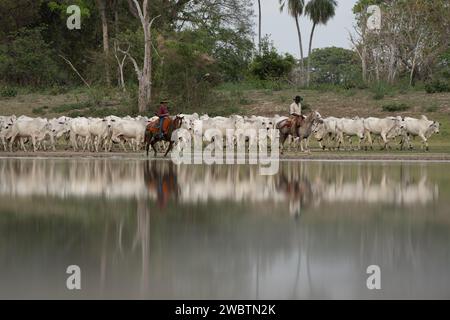 Cow-boy de Pantaneiro menant une promenade de bétail dans le sud du Pantanal, Brésil Banque D'Images