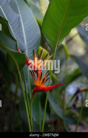 Une superbe fleur d'Heliconia présente une teinte orange vibrante, mettant en valeur l'excellence de la culture de plantes tropicales dans une pépinière spécialisée. Banque D'Images
