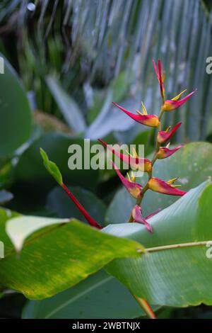 Une superbe fleur d'Heliconia présente une teinte orange vibrante, mettant en valeur l'excellence de la culture de plantes tropicales dans une pépinière spécialisée. Banque D'Images