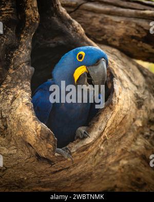 Un Macaw Hyacinthe à son nid dans un trou d'arbre dans le Pantanal Banque D'Images