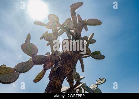 Cactus végétal du désert. Changement climatique. Concept de réchauffement climatique. Concept de désertification et hausse des températures. Banque D'Images