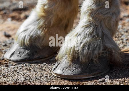 Les deux sabots avant d'un cheval de trait belge (Equus ferus caballus) révèlent ses cheveux soyeux et ses ongles dans les sabots Banque D'Images