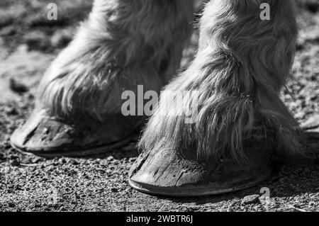 Les deux sabots avant d'un cheval de trait belge (Equus ferus caballus) révèlent ses cheveux soyeux et ses ongles dans les sabots Banque D'Images