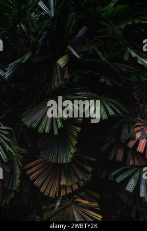 Palmiers tropicaux avec des feuilles vert foncé capturées en gros plan, mettant en valeur leur large feuillage. Banque D'Images