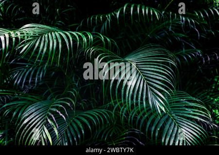 Palmiers tropicaux avec des feuilles vert foncé capturées en gros plan, mettant en valeur leur large feuillage. Banque D'Images