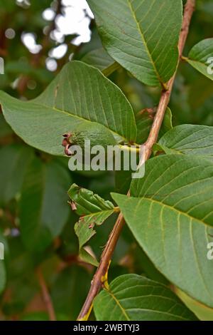 Jeune fruit de goyave sur arbre, Ribeirao Preto, Sao Paulo, Brésil Banque D'Images