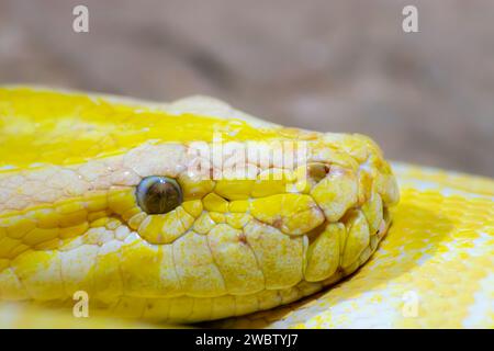 Python molurus bivittatus. Serpent jaune doré. détail tête Banque D'Images