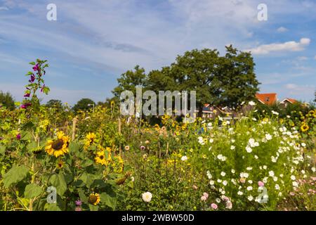 Paysage avec projet de jardin de fleurs sociales urbaines dans la municipalité Ede dans Gelderland aux pays-Bas Banque D'Images