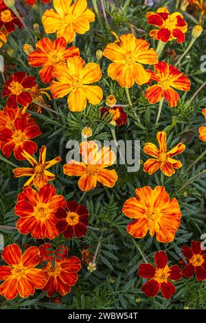 Fleurs de marigolds orange et jaune dans le potager Banque D'Images