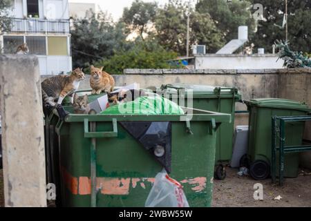 Chats dans une poubelle près de la maison Banque D'Images