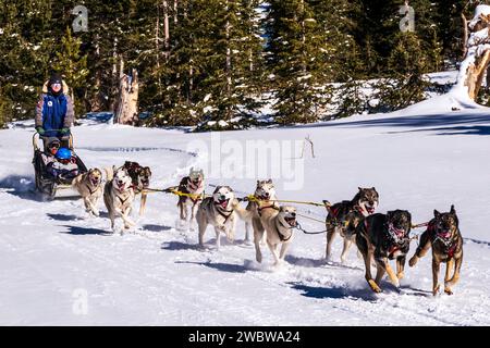Femme musher ; père et deux enfants passagers ; équipe de traîneaux à chiens voyageant près de Monarch Pass ; montagnes Rocheuses ; Colorado central ; États-Unis Banque D'Images