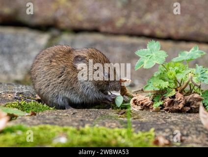 Une minuscule louche de banque mignonne (Myodes glareolus) se nourrissant des plantes et des fleurs qui poussent dans les fissures du pavage dans un jardin rural. Suffolk. ROYAUME-UNI Banque D'Images