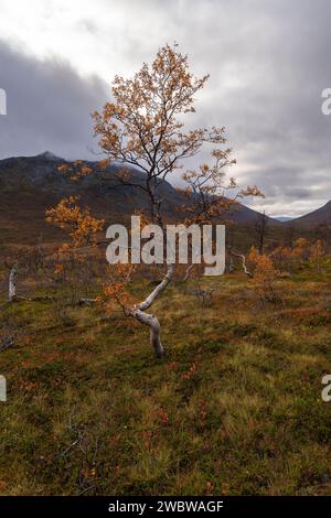 Sich krümmende Birken in den Bergen von Kvaløya, Norvégien. gelb und orange gefärbte Bäume im Herbst in einem Hochtal, rote gelbe und Grüne Pflanzen Banque D'Images