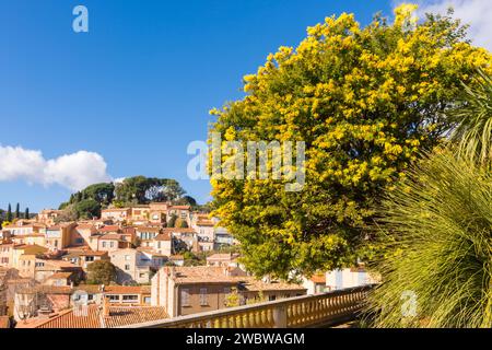 Vue panoramique sur le petit village de Bormes les Mimosas dans le sud de la France avec des mimosas jaunes fleurissant sous le soleil chaud de l'hiver Banque D'Images