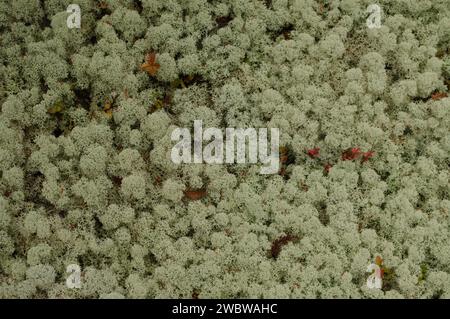 Reindeer Lichen,Cladonia rangiferina, qui pousse dans les montagnes Adirondack de l'État de New York Banque D'Images