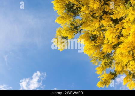 Vue panoramique de l'arbre mimosa jaune fleurissant en hiver dans le sud de la France contre le ciel bleu Banque D'Images