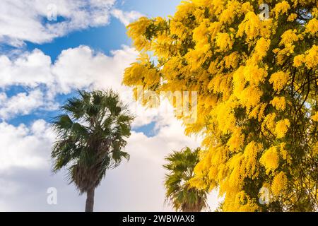 Vue panoramique de l'arbre mimosa jaune fleurissant en hiver dans le sud de la France contre le ciel bleu Banque D'Images