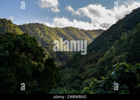 La lumière du soleil filtre à travers la canopée luxuriante de la vallée tropicale de Maui, soulignant le paysage serein et verdoyant de l'île. Banque D'Images