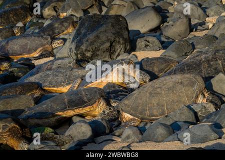 Groupe de tortues vertes, Chelonia mydas, réchauffement sur les rives rocheuses de Ho'okipa Beach. Banque D'Images
