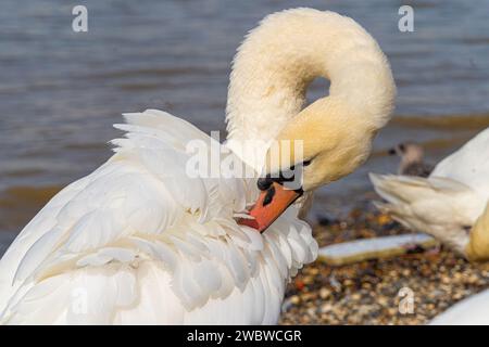 Gros plan de cygne blanc muet sur les rives de la Tamise Banque D'Images