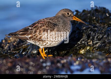 Sablier violet (Calidris maritima) en plumage non reproducteur, se nourrissant en hiver sur un rivage rocheux couvert d'algues le long de la côte de la mer du Nord Banque D'Images