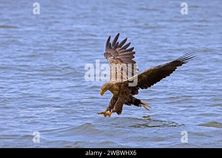 Aigle à queue blanche / aigle de mer eurasien / erne (Haliaeeeetus albicilla) adulte pêchant des poissons sur ses talons à la surface de l'eau du lac Banque D'Images