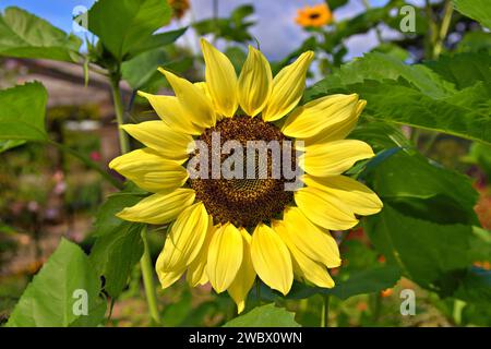Gros plan d'une tête de tournesol jaune Banque D'Images