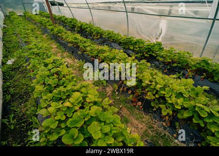 Hothouse utilisé pour la culture des fraises à Ushuaia, Argentine. Photo de haute qualité Banque D'Images