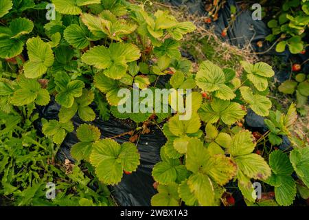 Hothouse utilisé pour la culture des fraises à Ushuaia, Argentine. Photo de haute qualité Banque D'Images