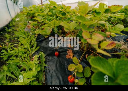 Hothouse utilisé pour la culture des fraises à Ushuaia, Argentine. Photo de haute qualité Banque D'Images