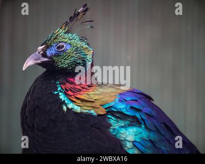 le monal de l'Himalaya (Lophophorus impejanus), également connu sous le nom de monal Impeyan. Banque D'Images