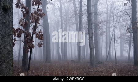 Cette image captivante présente une scène d'automne sereine dans une forêt dense Banque D'Images