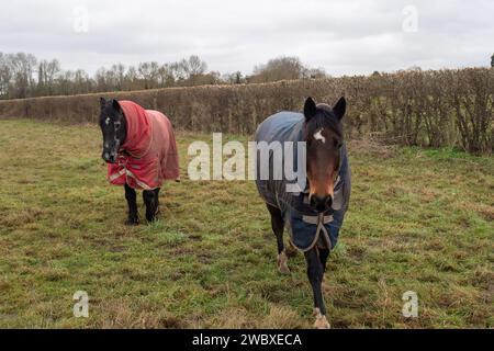 Cookham, Royaume-Uni. 12 janvier 2024. Un certain nombre de chevaux autour du village de Cookham ont dû être déplacés vers la terre ferme en raison des inondations. Le village de Cookham, dans le Berkshire, commence lentement à se dessécher après que la Tamise ait éclaté ses rives le week-end dernier. Les niveaux de la rivière baissent enfin. Maintenant, le nettoyage coûteux commencera par les résidents et le Royal Borough of Windsor & Maidenhead. Crédit : Maureen McLean/Alamy Banque D'Images