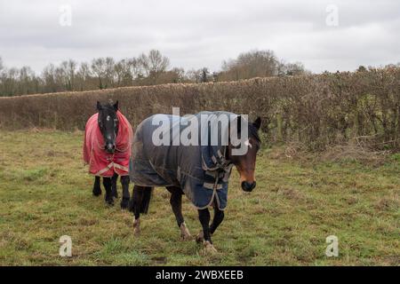 Cookham, Royaume-Uni. 12 janvier 2024. Un certain nombre de chevaux autour du village de Cookham ont dû être déplacés vers la terre ferme en raison des inondations. Le village de Cookham, dans le Berkshire, commence lentement à se dessécher après que la Tamise ait éclaté ses rives le week-end dernier. Les niveaux de la rivière baissent enfin. Maintenant, le nettoyage coûteux commencera par les résidents et le Royal Borough of Windsor & Maidenhead. Crédit : Maureen McLean/Alamy Banque D'Images