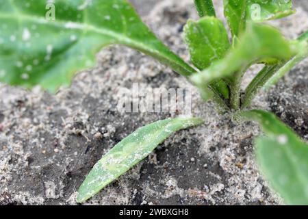 Cotylédon de betterave sucrière avec tunnels larvaires de larves mouches de la famille des Agromyzidae, mouches des mineurs de feuilles. Banque D'Images